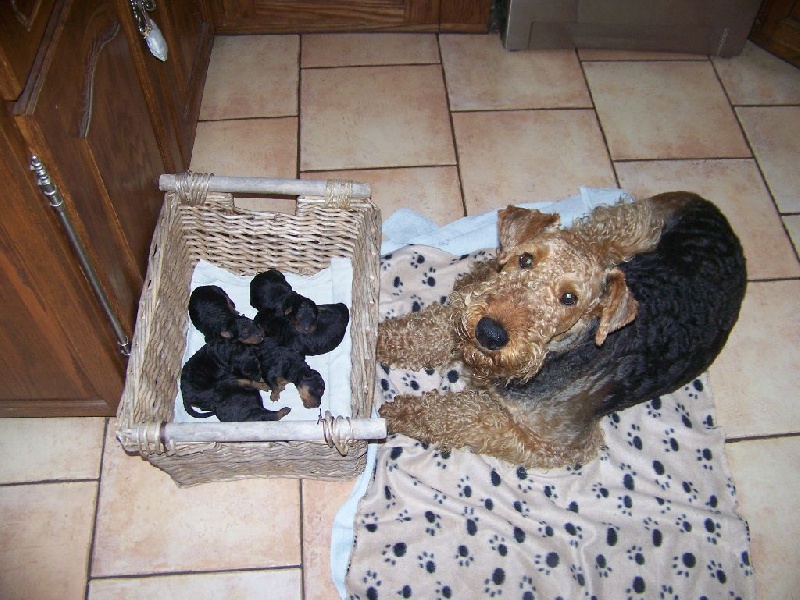 Des Loges De Perruet - Airedale Terrier - Portée née le 20/06/2014