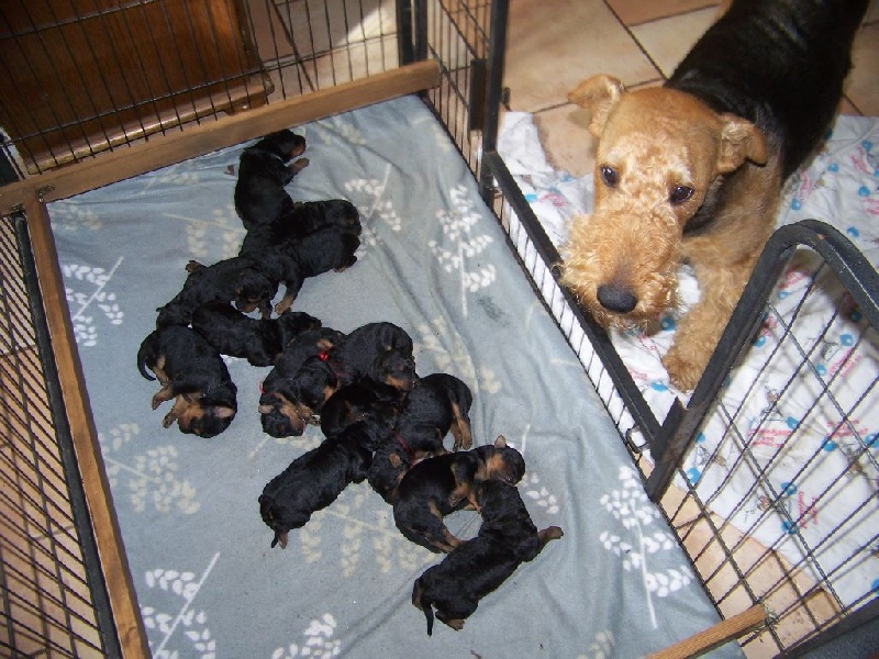 Des Loges De Perruet - Airedale Terrier - Portée née le 01/09/2015