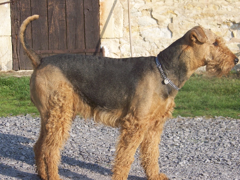 Vougeot Du mockcastel