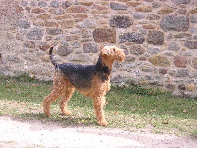 Lord Du mockcastel