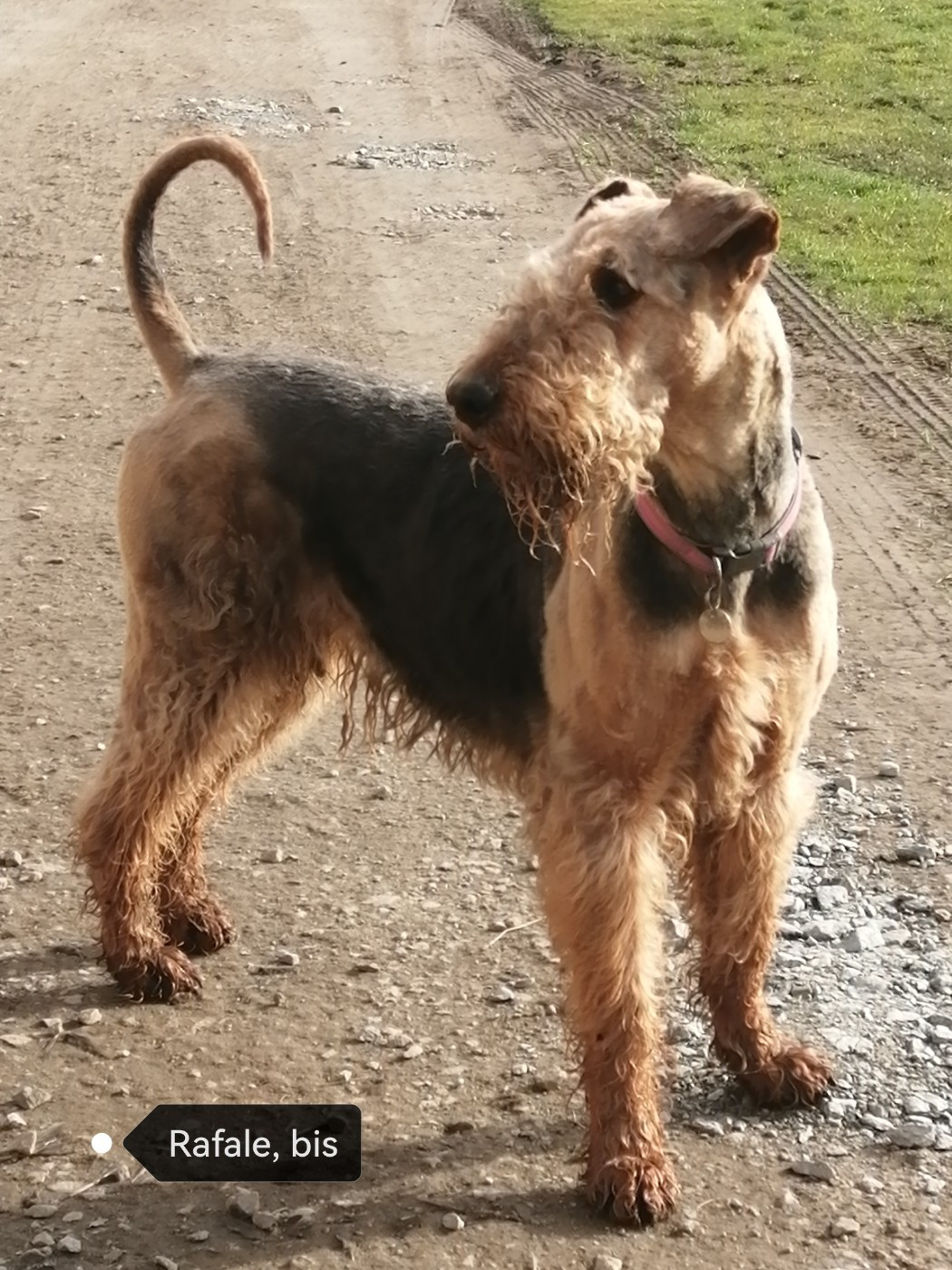 RAFALE Des Loges De Perruet
