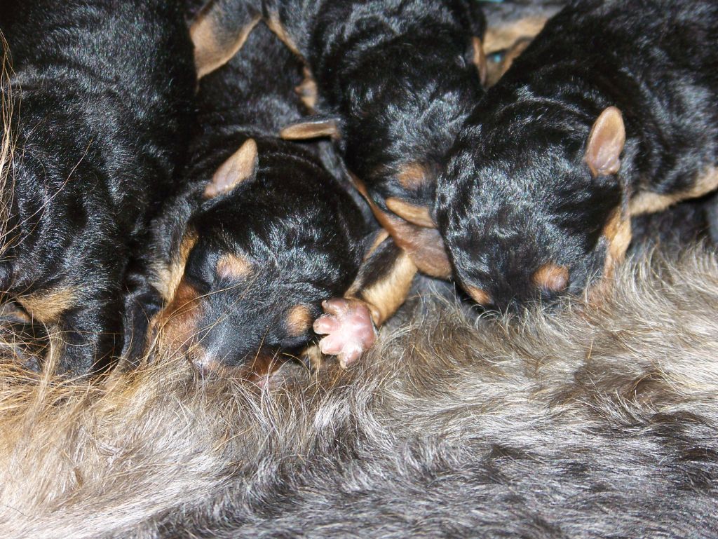 Des Loges De Perruet - Chiots disponibles - Airedale Terrier