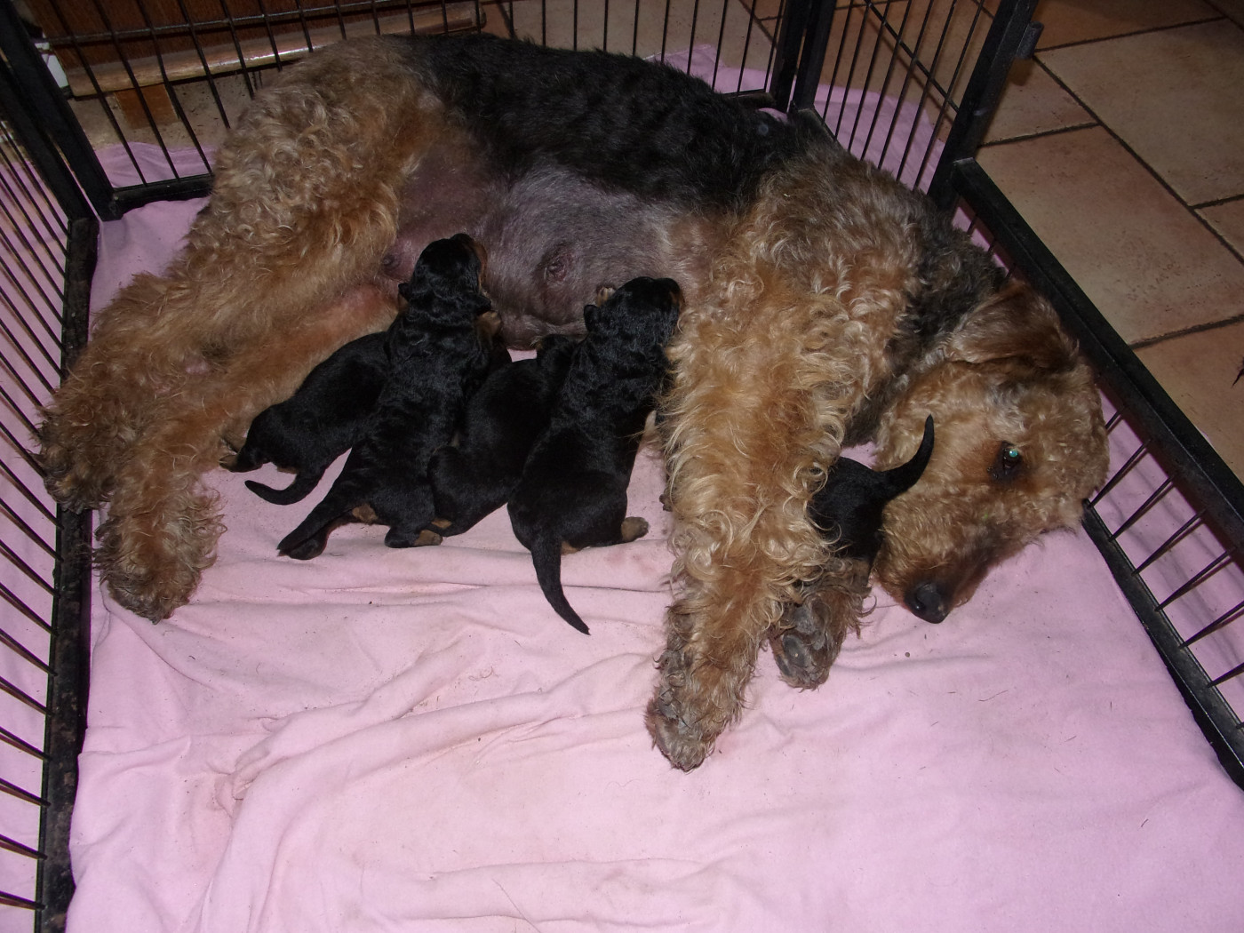 Des Loges De Perruet - Airedale Terrier - Portée née le 16/05/2026