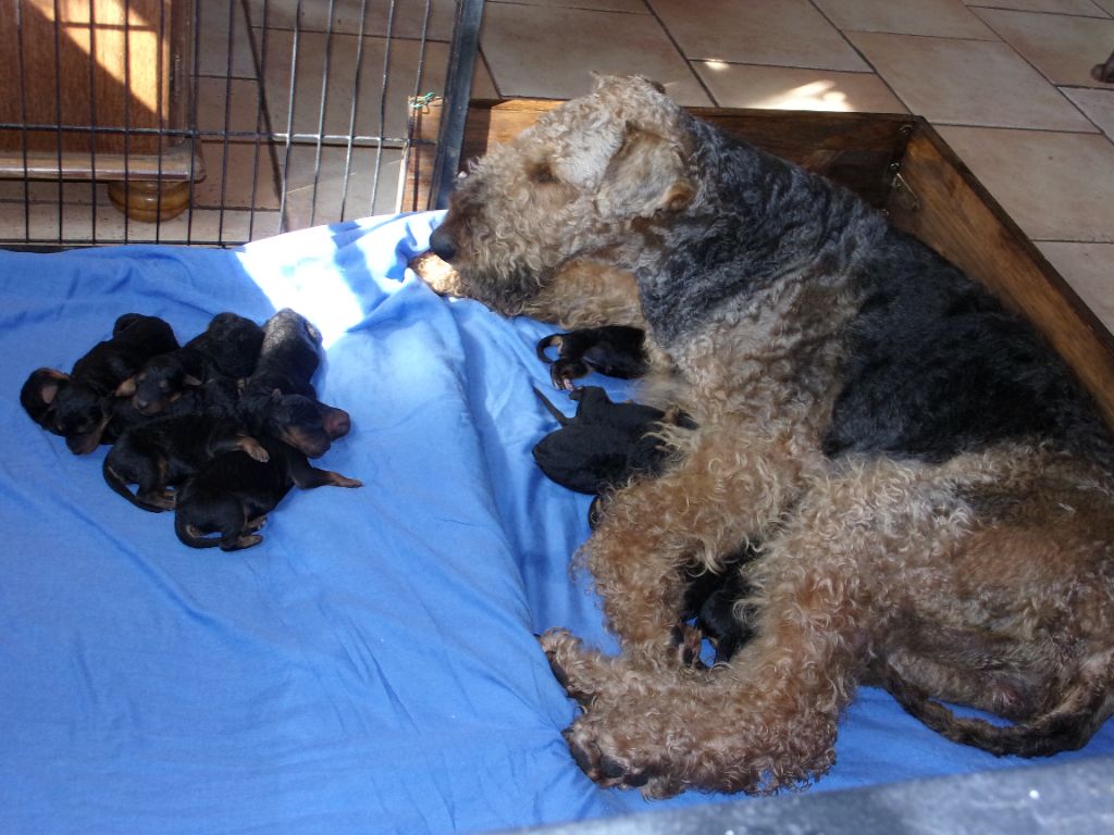 Des Loges De Perruet - Chiots disponibles - Airedale Terrier