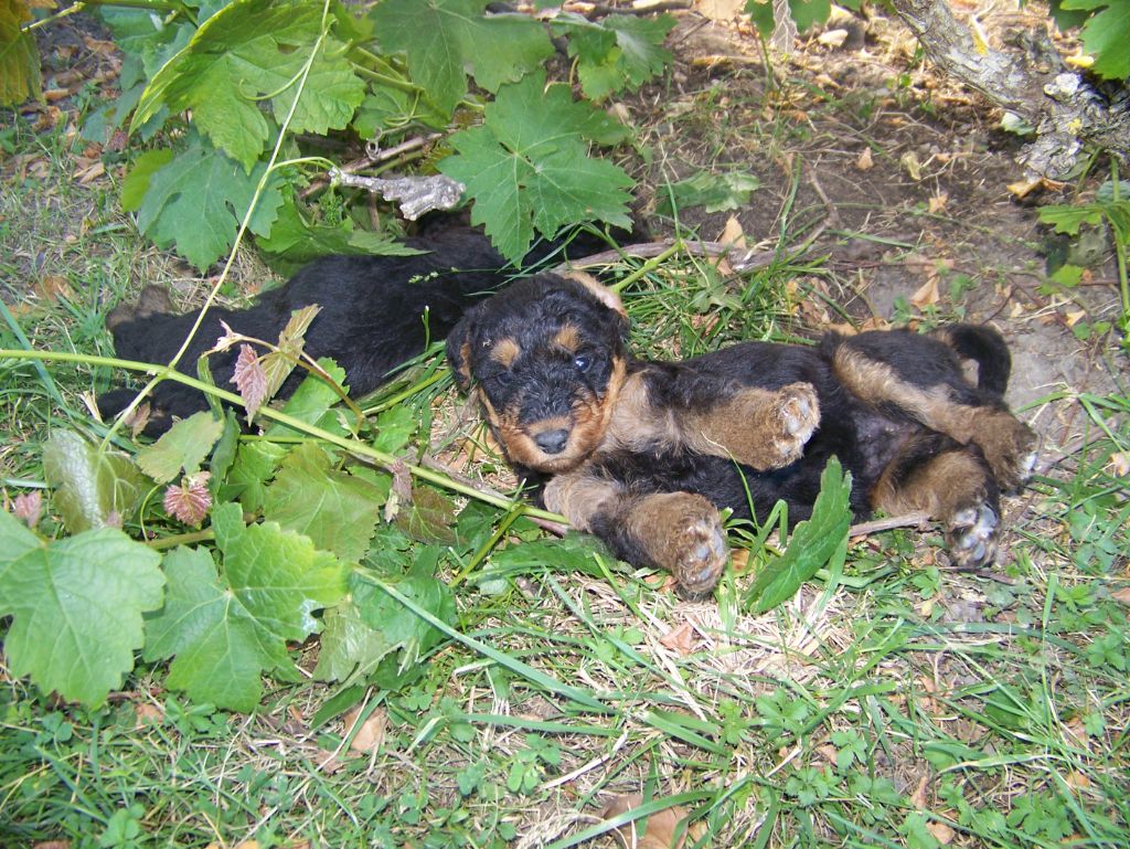Des Loges De Perruet - Chiots disponibles - Airedale Terrier