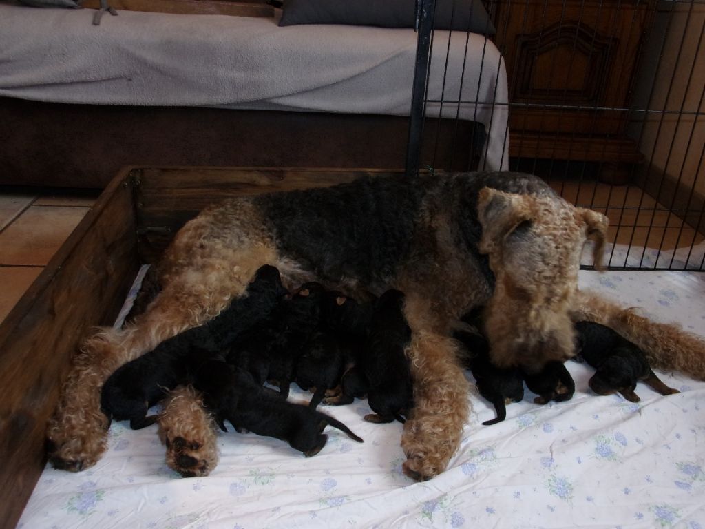 Des Loges De Perruet - Airedale Terrier - Portée née le 29/08/2023
