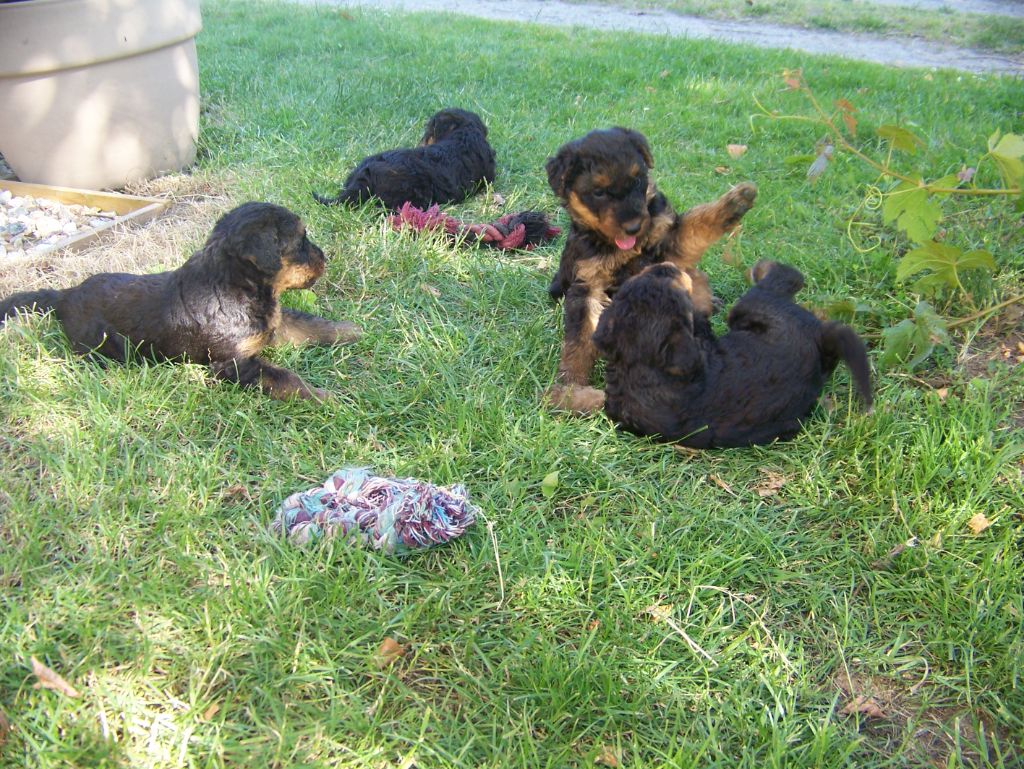 Des Loges De Perruet - Chiots disponibles - Airedale Terrier