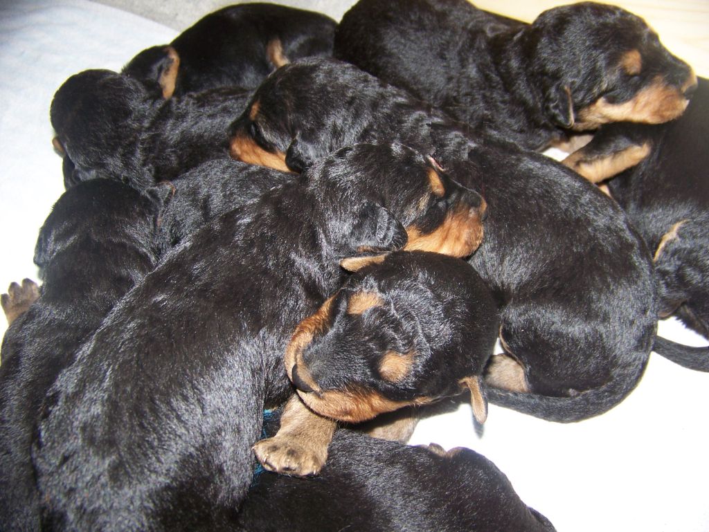 Des Loges De Perruet - Chiots disponibles - Airedale Terrier