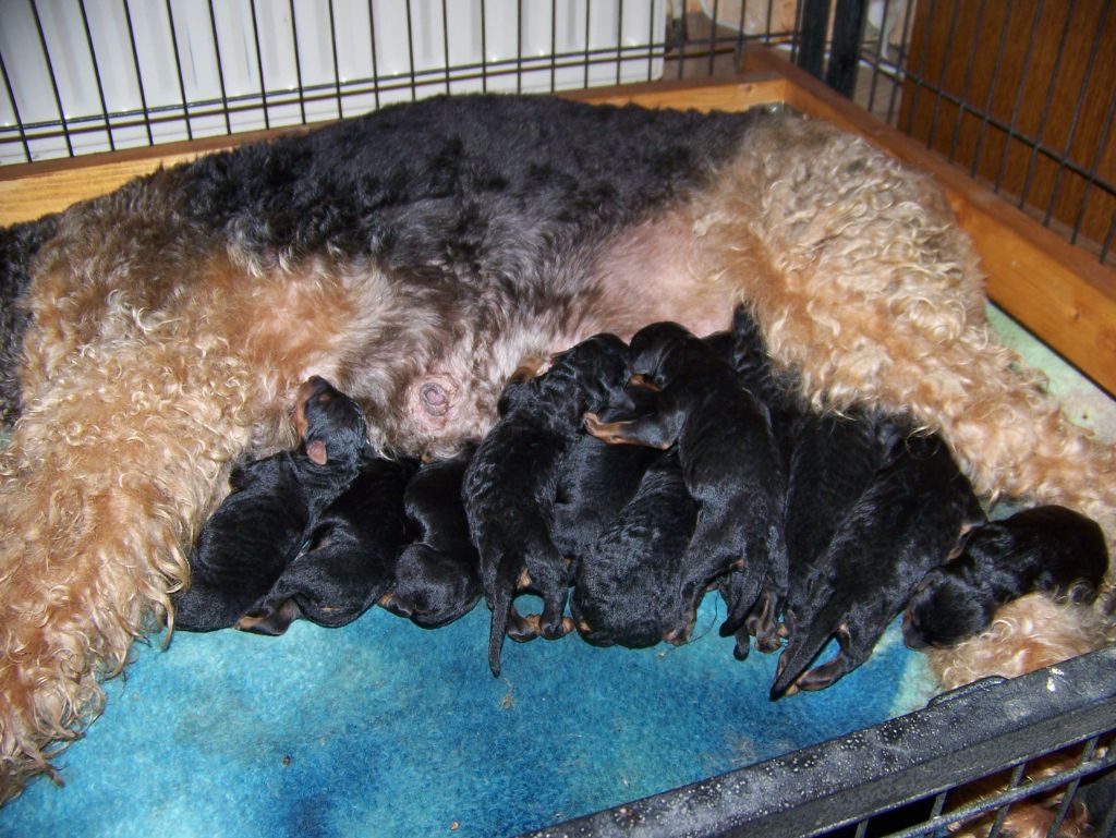 Des Loges De Perruet - Chiots disponibles - Airedale Terrier