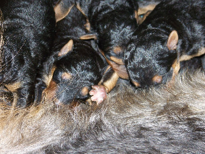 CHIOT 11
