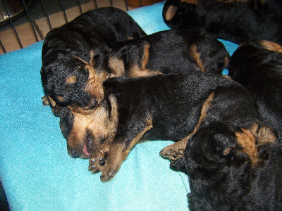 CHIOT 9