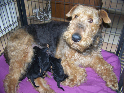 Chiot N°3