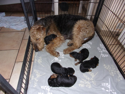 Chiot N°5