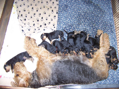 CHIOT