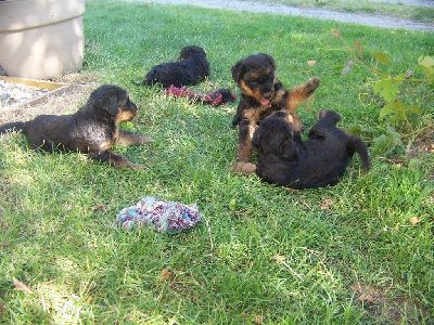 CHIOT 6