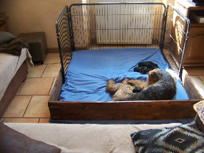 CHIOT 11