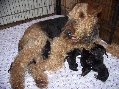 CHIOT 4