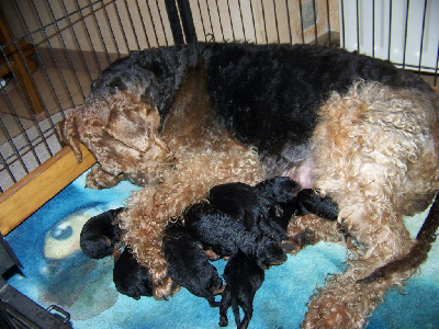 CHIOT 2