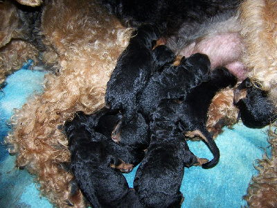 CHIOT 3