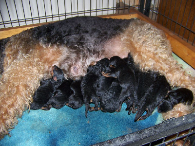 CHIOT 4