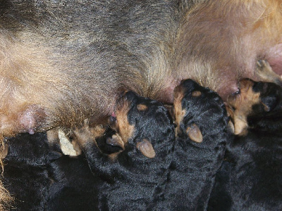 CHIOT 5