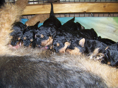 CHIOT 8