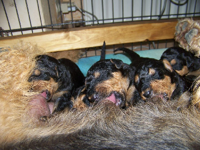 CHIOT 7