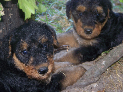 CHIOT 12
