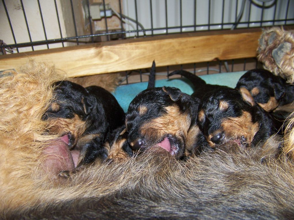 Des Loges De Perruet - Chiots disponibles - Airedale Terrier