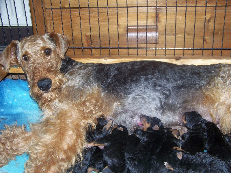 Chiot Airedale Terrier Des Loges De Perruet